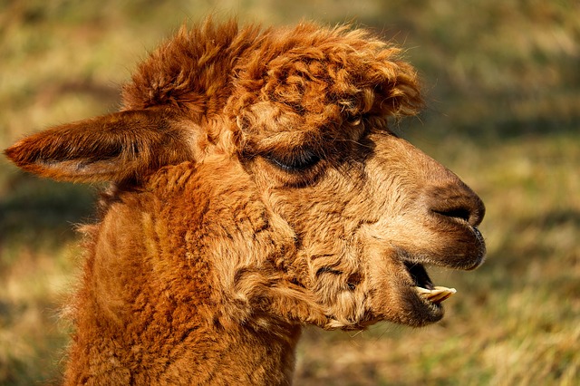 Alpaca names