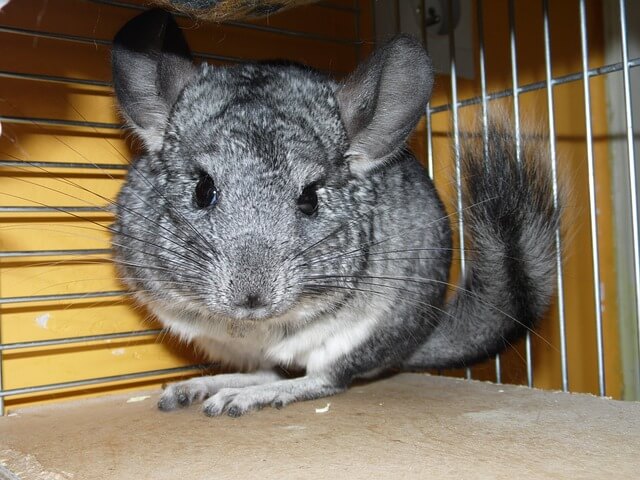 Chinchilla names