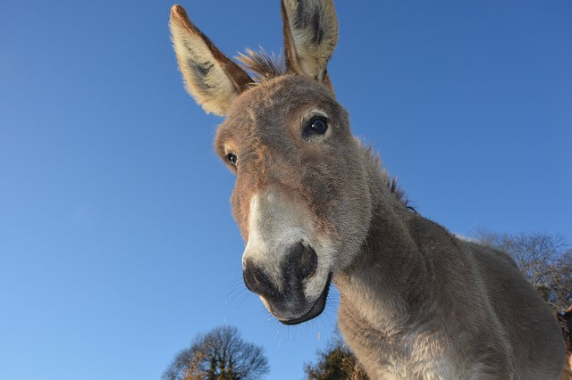 Donkey names