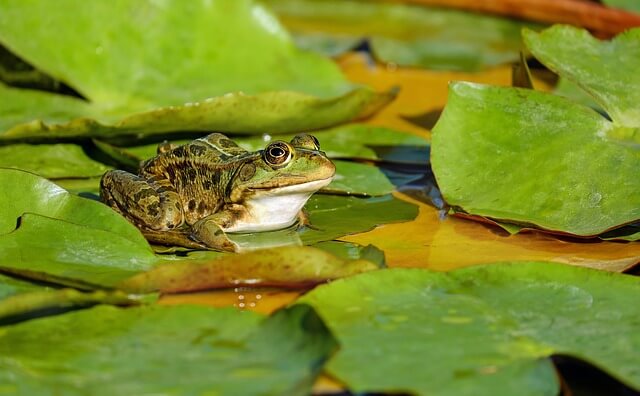 Frog names