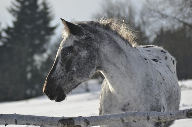 Horse names