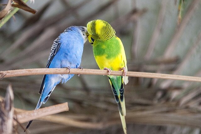 Parakeet names