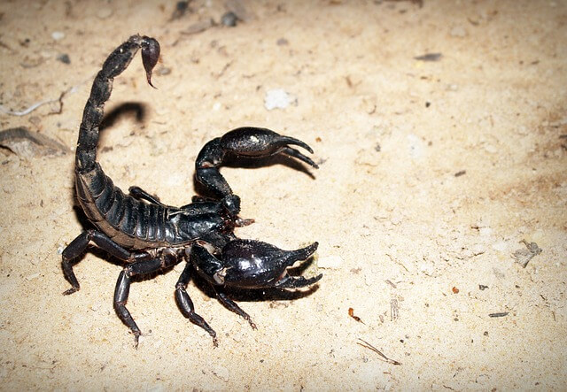 Scorpion names